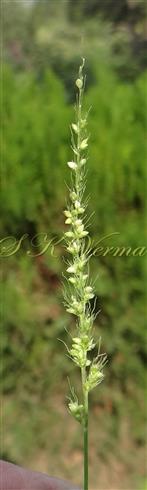  Inflorescence